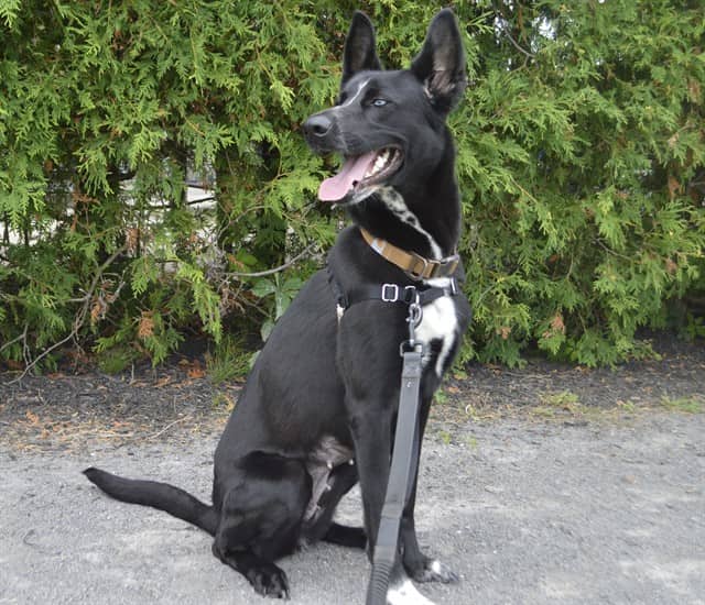 HALO - Siberian Husky mix available for adoption at Ottawa Humane Society in Ottawa