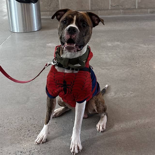 BUBBLE - Boxer mix available for adoption at Ottawa Humane Society in Ottawa