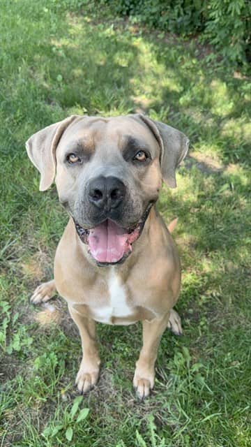 CANE - Cane Corso available for adoption at City of Toronto Animal Services in Toronto