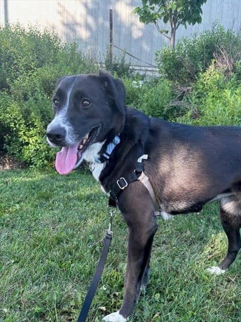 CERBERUS - Retrver Labradr mix available for adoption