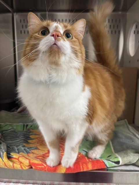 LELE - Domestic Longhair cat available for adoption at Ottawa Humane Society in Ottawa