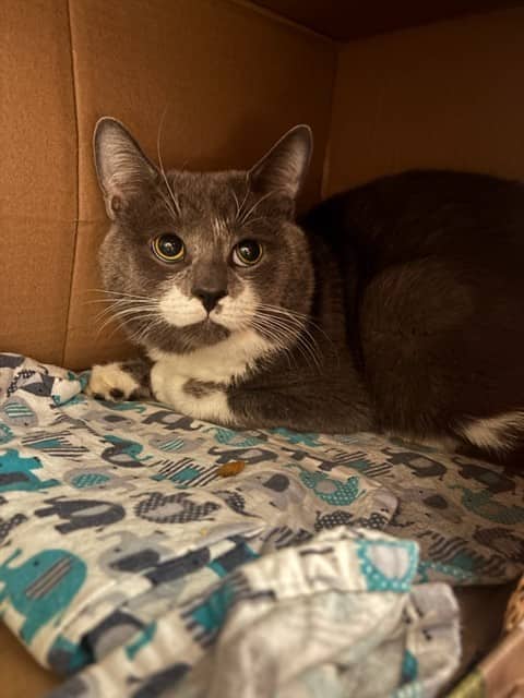 THEODORE - Domestic Shorthair available for adoption