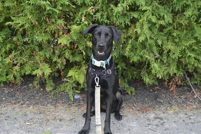 LUCY - Retriever mix available for adoption at Ottawa Humane Society in Ottawa