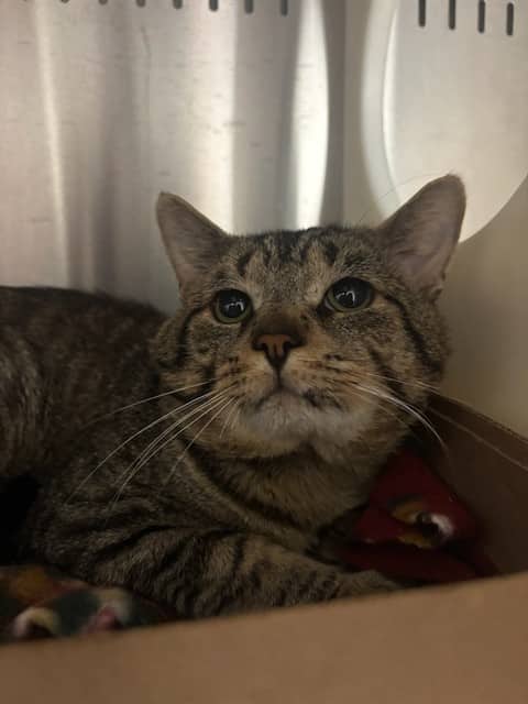 BUSTER - Domestic Shorthair available for adoption