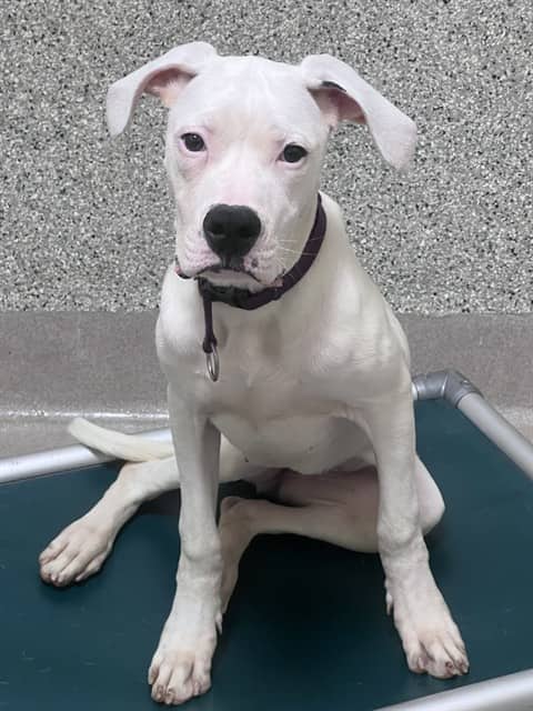 SKIPPER - Argentine Dogo mix available for adoption
