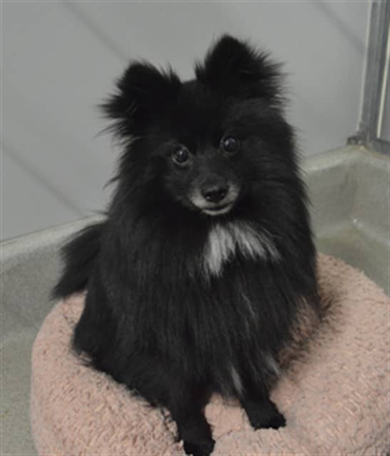 RICHARD - Pomeranian available for adoption