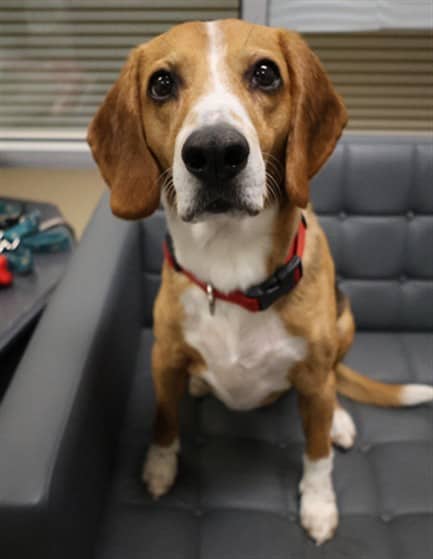 JAX - Beagle mix available for adoption