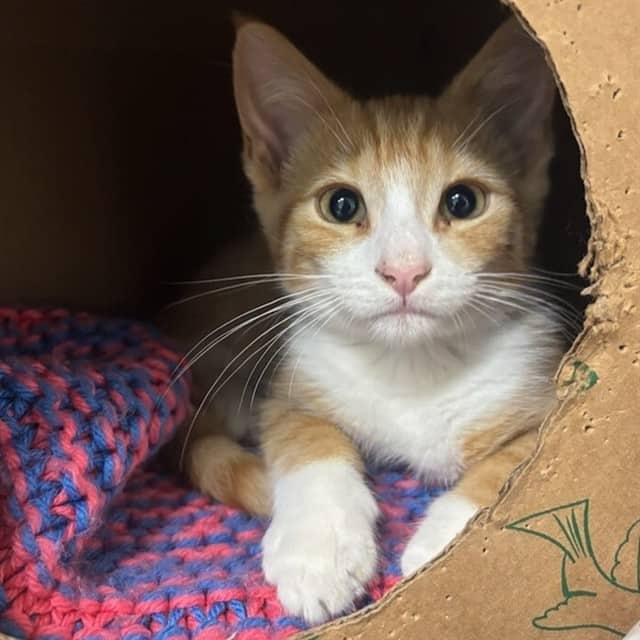 RORY - Domestic Shorthair available for adoption