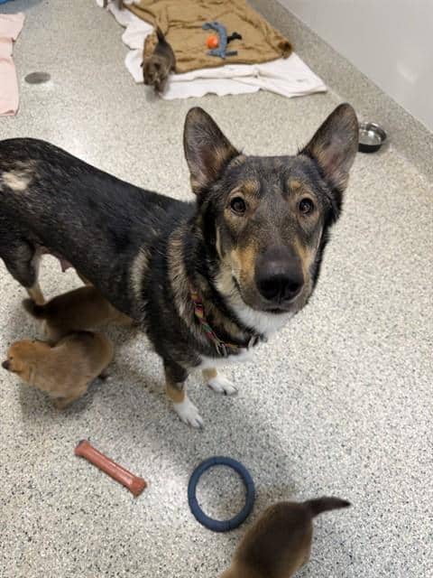 HOLLY - German Shepherd Dog and Siberian Husky available for adoption
