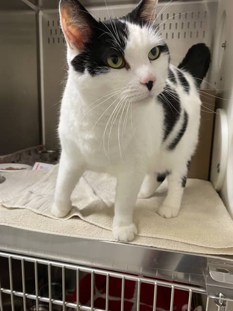 NIBBLER - Domestic Shorthair cat available for adoption at Ottawa Humane Society in Ottawa