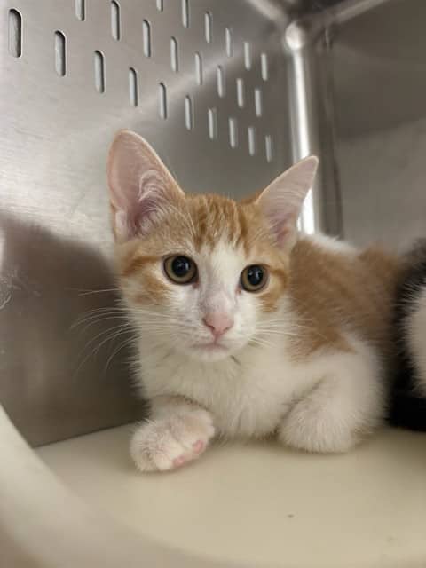BART - Domestic Shorthair available for adoption