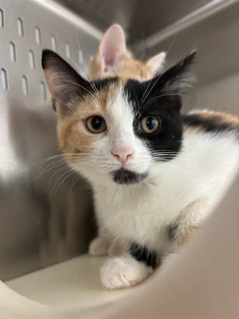 LISA - Domestic Shorthair cat available for adoption at Ottawa Humane Society in Ottawa