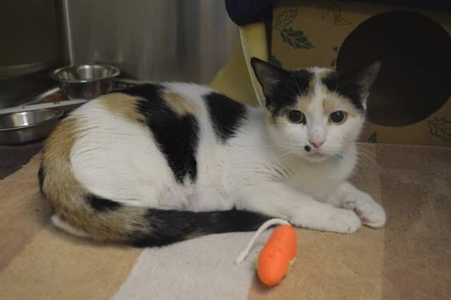 WINTER - Domestic Shorthair cat available for adoption at Ottawa Humane Society in Ottawa