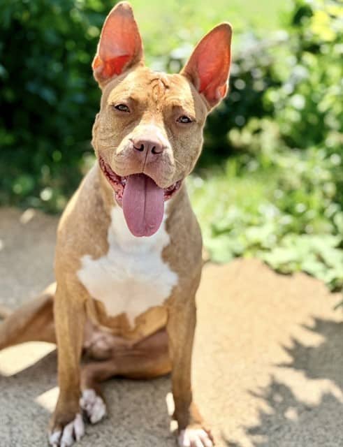 AVERY - American Bulldog mix available for adoption