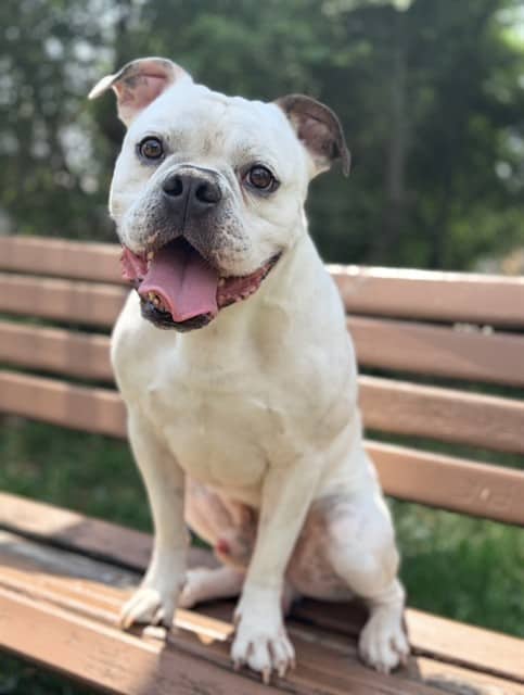 MOE - American Bulldog available for adoption at City of Toronto Animal Services in Toronto