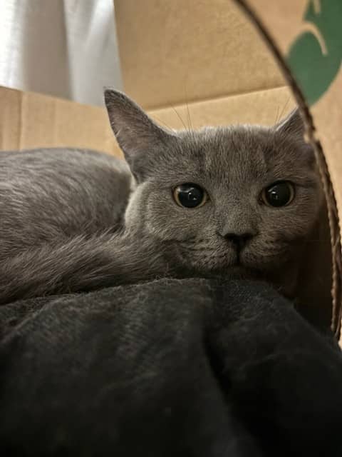 FLINT - Domestic Shorthair available for adoption