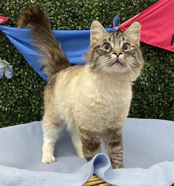 LANCELOT - Siamese and Domestic Longhair cat available for adoption at Saskatoon Animal Control Agency in Saskatoon