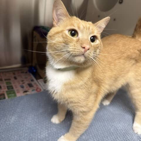 EDDIE - Domestic Shorthair available for adoption