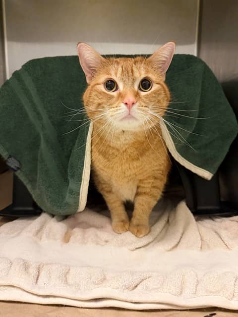 CHILI - Domestic Shorthair available for adoption