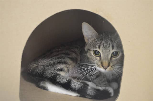 GABBY - Domestic Shorthair cat available for adoption at Ottawa Humane Society in Ottawa