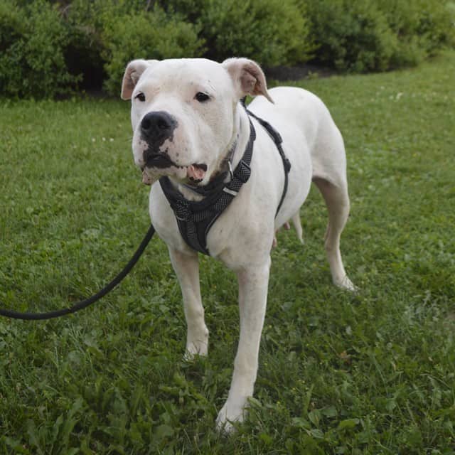 MOONIE - Argentine Dogo available for adoption at Ottawa Humane Society in Ottawa