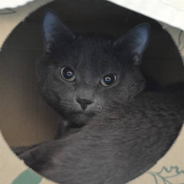 GUS - Domestic Shorthair cat available for adoption at Ottawa Humane Society in Ottawa