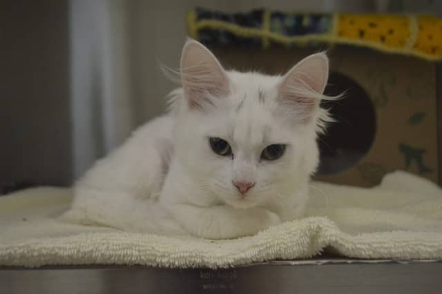 SOUR CREAM - Domestic Shorthair cat available for adoption at Ottawa Humane Society in Ottawa
