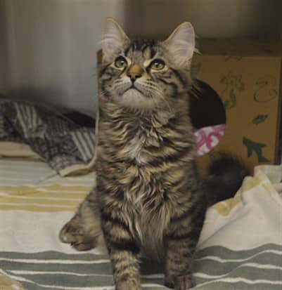 MIKEY J - Domestic Mediumhair available for adoption