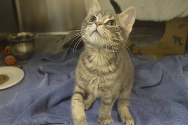 BOINKERS - Domestic Shorthair available for adoption