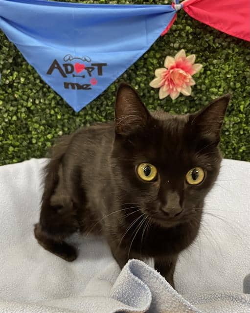 EZRA - Domestic Shorthair cat available for adoption at Saskatoon Animal Control Agency in Saskatoon