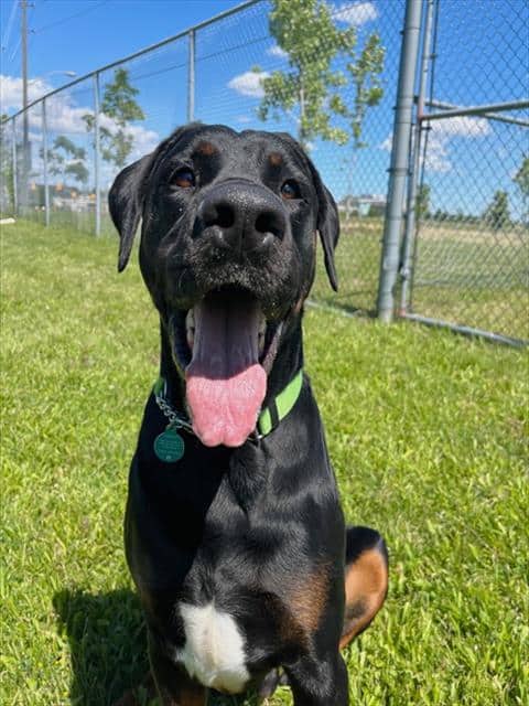 CONAN - Doberman Pinscher and Mastiff available for adoption in Ontario