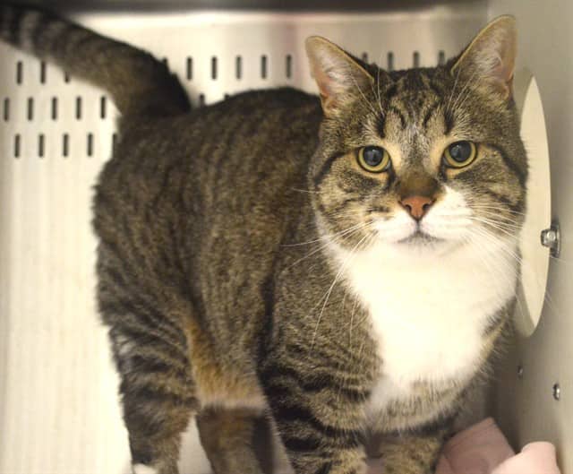 BELMONT - Domestic Shorthair cat available for adoption at Ottawa Humane Society in Ottawa