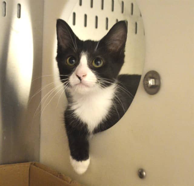 BERT - Domestic Shorthair available for adoption