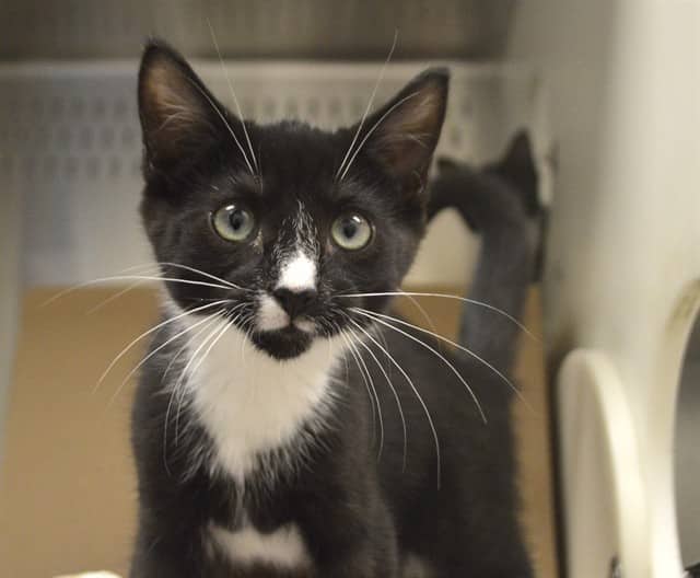 ERNIE - Domestic Shorthair available for adoption