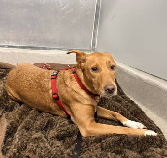MARSHMALLOW - Retrver Labradr mix available for adoption at Ottawa Humane Society in Ottawa