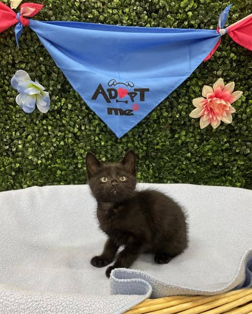 CLANK - Domestic Shorthair available for adoption