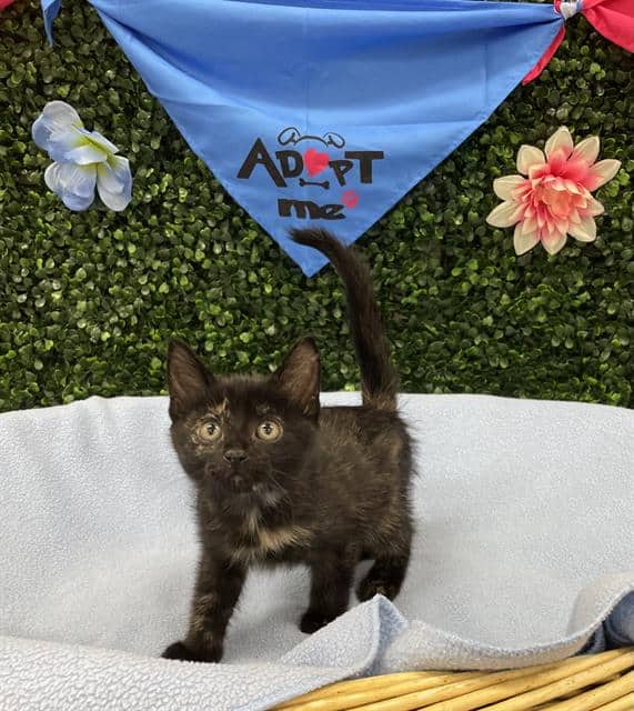 VIDIA - Domestic Shorthair available for adoption