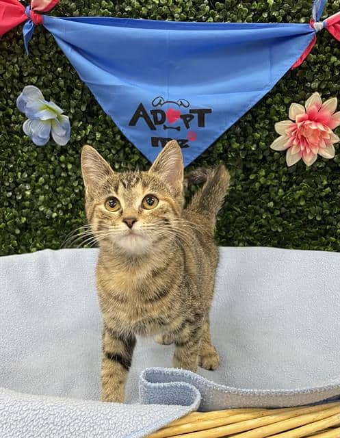 FAWN - Domestic Shorthair cat available for adoption at Saskatoon Animal Control Agency in Saskatoon