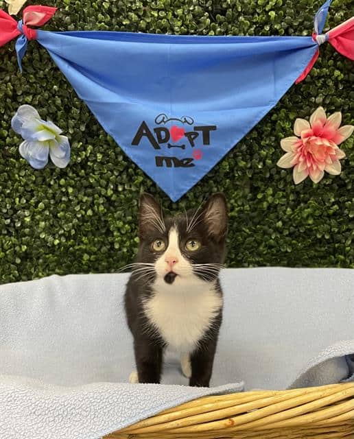 ZARINA - Domestic Shorthair cat available for adoption at Saskatoon Animal Control Agency in Saskatoon