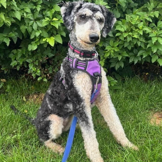 LUCY - Poodle - Standard mix available for adoption in Ontario