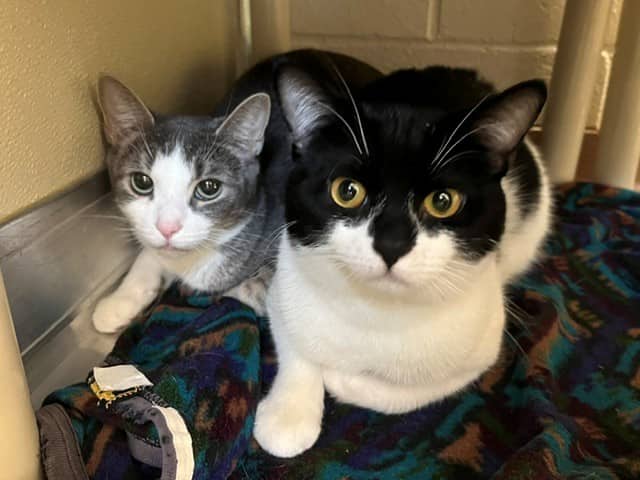 PETER PAN - Domestic Shorthair available for adoption