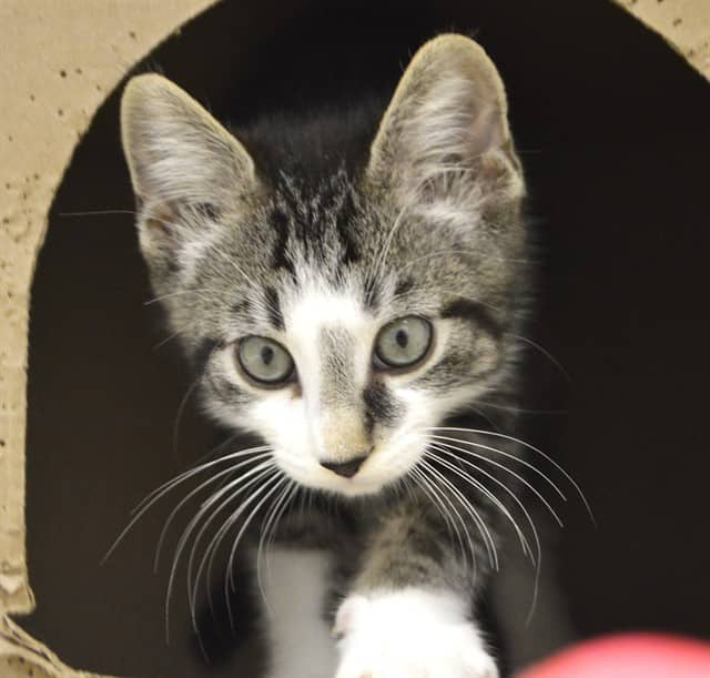 SONY - Domestic Shorthair available for adoption