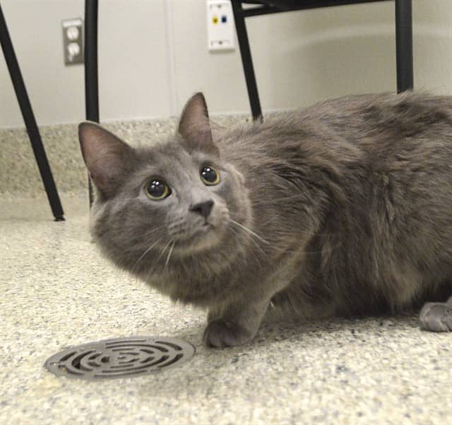 NINTENDO - Domestic Longhair cat available for adoption at Ottawa Humane Society in Ottawa
