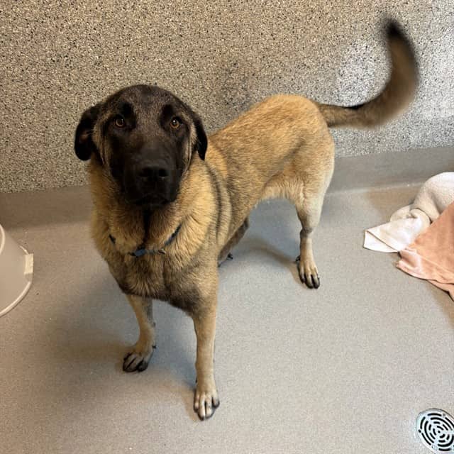 ROSIE - Anatolian Shepherd mix available for adoption in Ontario