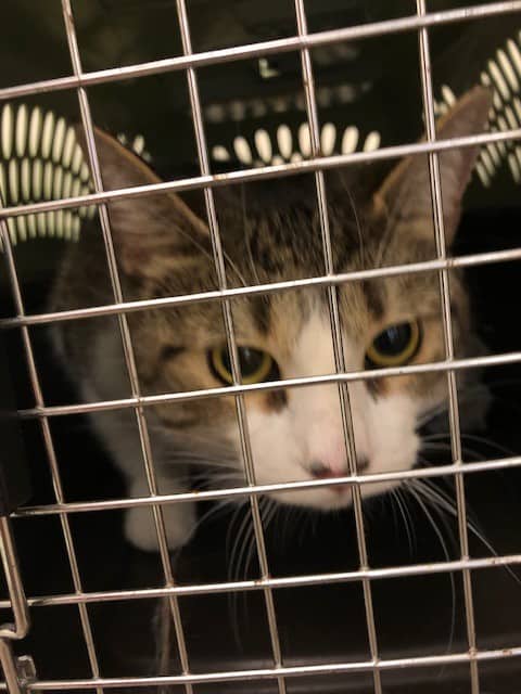 MIDNIGHT - Domestic Shorthair available for adoption