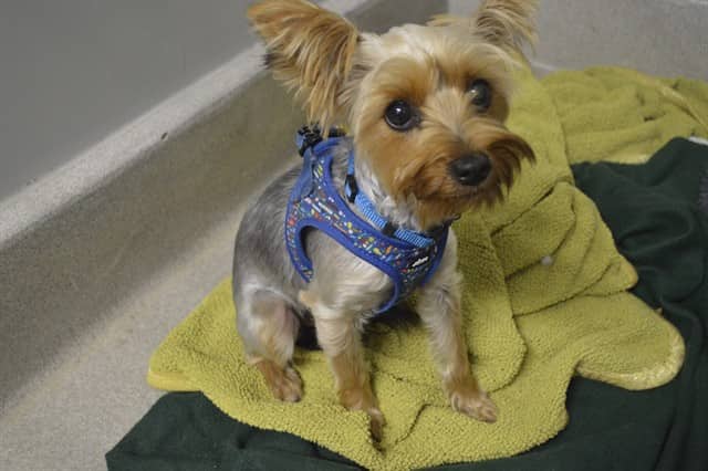 MILLIE - Yorkshire Terrier available for adoption in Ontario