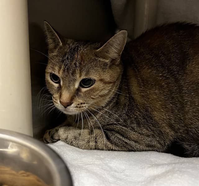 JUNIE - Domestic Shorthair cat available for adoption at City of Toronto Animal Services in Toronto
