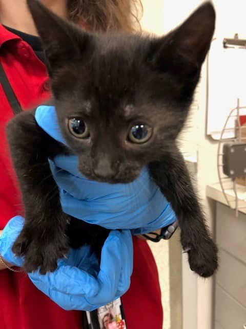 DOT - Domestic Shorthair available for adoption