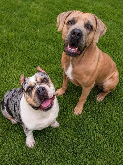 NALA - Bulldog mix available for adoption at City of Toronto Animal Services in Toronto