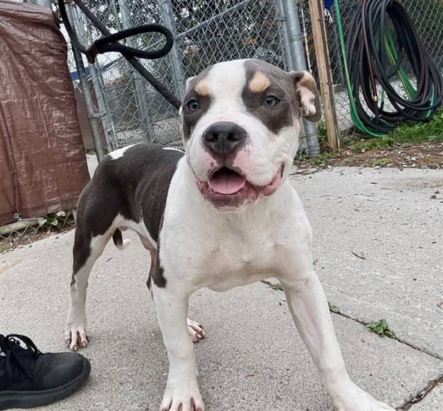 DENVER - American Bulldog mix available for adoption at City of Toronto Animal Services in Toronto